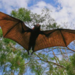 Upward view of a bat in flight
